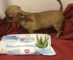Chihuahua - 1/4