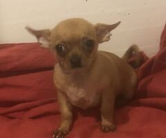 Chihuahua - 2/4