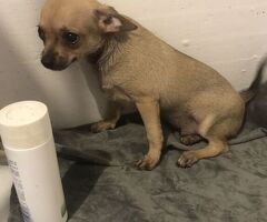 Chihuahua - 3/4