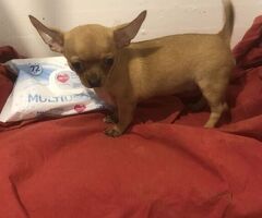 Chihuahua - 4/4