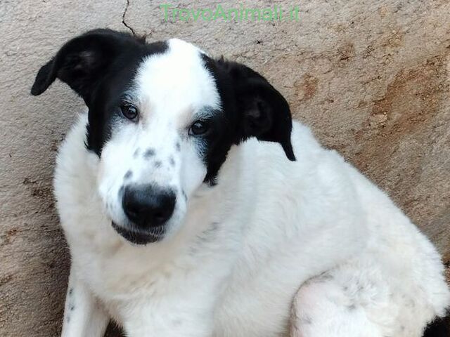 cucciolona bianco-nera - 1/4