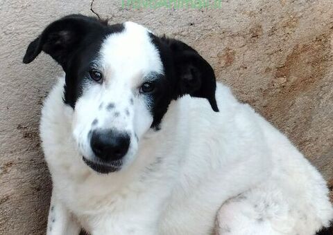  cucciolona bianco-nera