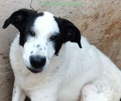 cucciolona bianco-nera - 1/4
