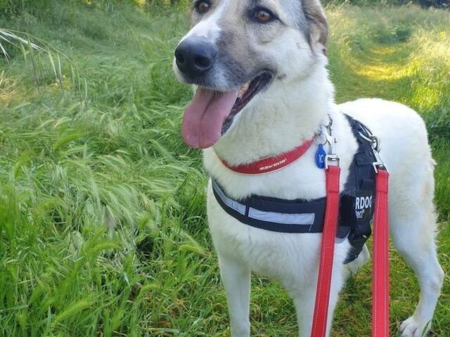 CAGNOLINA METICCIA - 2/4