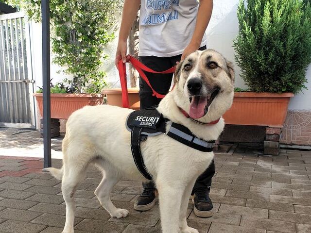 CAGNOLINA METICCIA - 3/4
