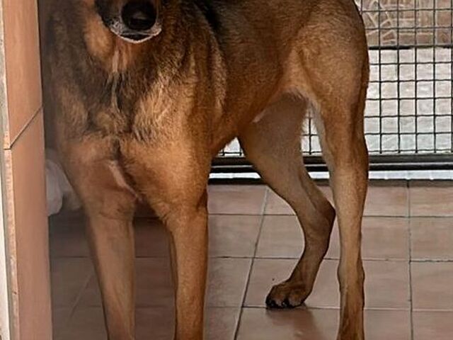 CANE METICCIO - 1/4