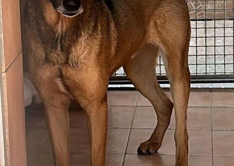  CANE METICCIO