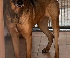 CANE METICCIO - 1/4