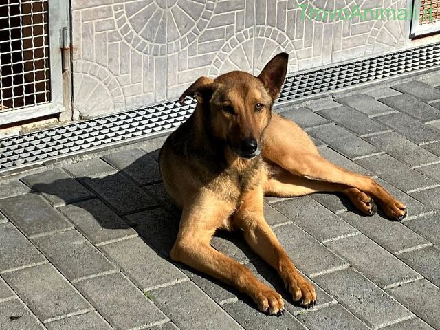 CANE METICCIO - 2/4