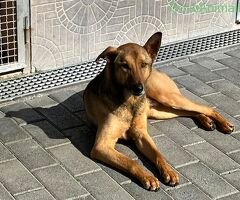 CANE METICCIO - 2/4