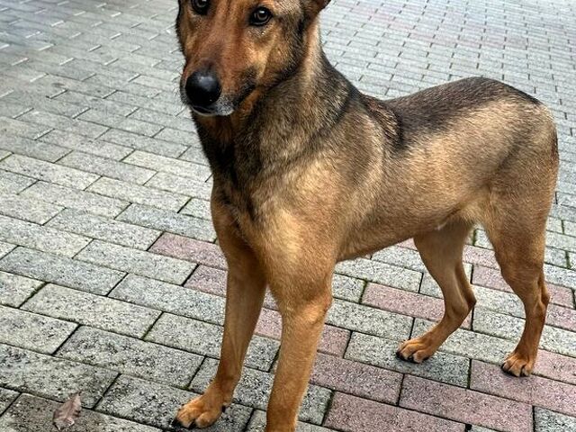 CANE METICCIO - 3/4