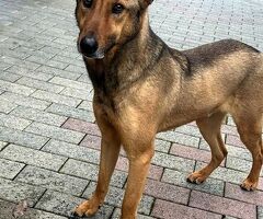 CANE METICCIO - 3/4
