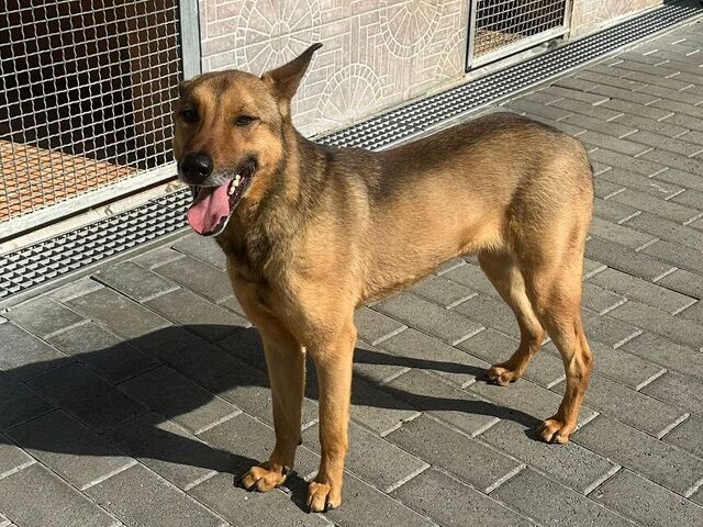 CANE METICCIO - 4/4