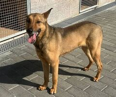 CANE METICCIO - 4/4