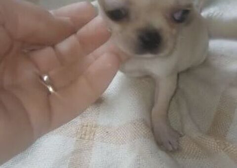 Chihuahua toy