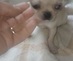 Chihuahua toy