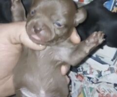 Chihuahua toy - 2/4