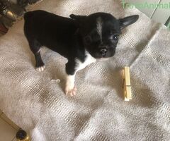 Chihuahua toy - 3/4