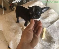 Chihuahua toy - 4/4