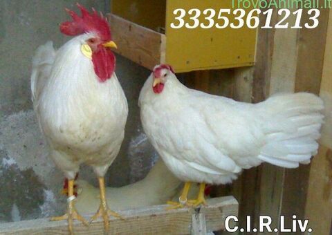 Galline livornesi in purezza