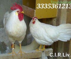 Galline livornesi in purezza - 1/4