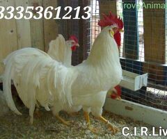 Galline livornesi in purezza - 2/4