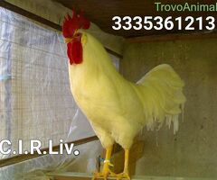 Galline livornesi in purezza - 3/4