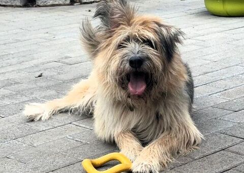  CANE METICCIO