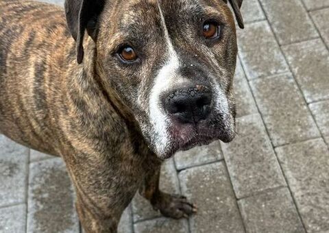  CANE METICCIO