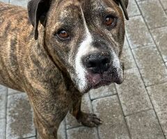  CANE METICCIO - 1/4