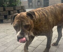  CANE METICCIO - 2/4