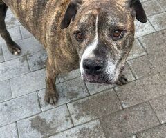  CANE METICCIO - 3/4