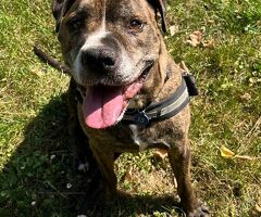  CANE METICCIO - 4/4