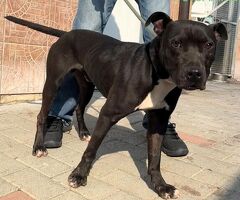  CANE METICCIO - 2/2