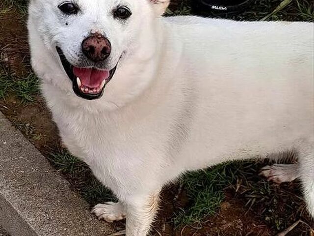 CANE METICCIO - 1/4