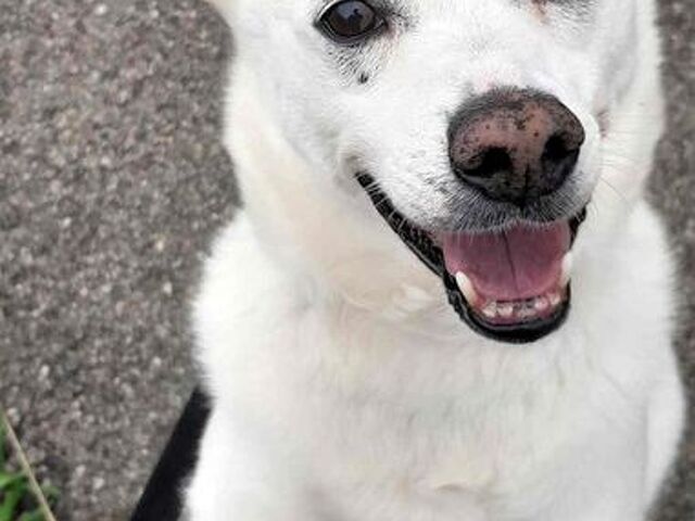 CANE METICCIO - 3/4
