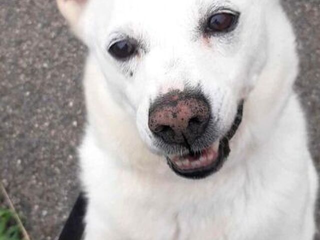 CANE METICCIO - 4/4