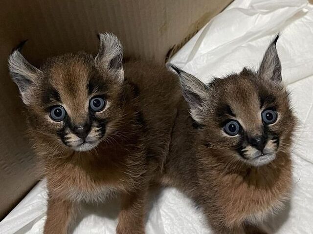 Gattini di caracal disponibili - 1/4