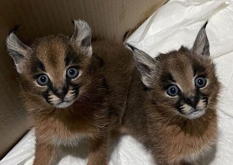 Gattini di caracal disponibili