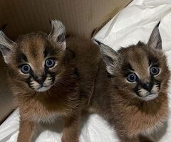 Gattini di caracal disponibili - 1/4
