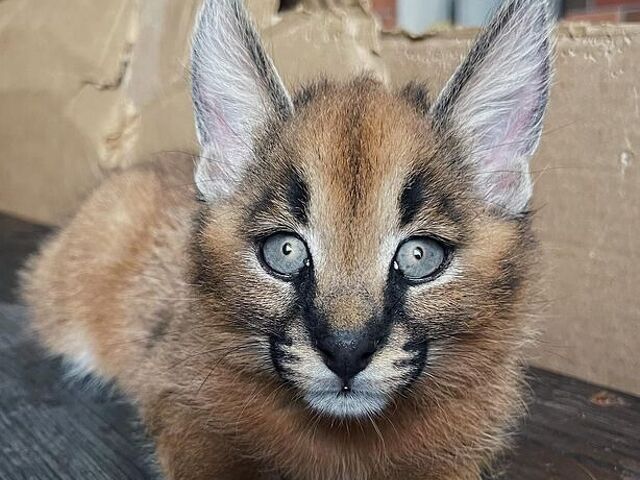 Gattini di caracal disponibili - 2/4