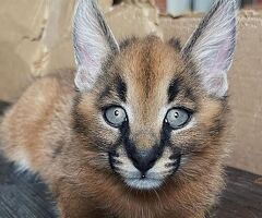Gattini di caracal disponibili - 2/4