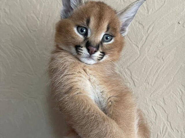 Gattini di caracal disponibili - 3/4