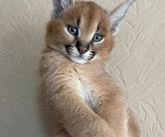 Gattini di caracal disponibili - 3/4