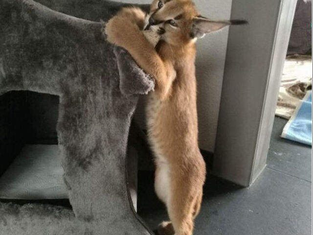 Gattini di caracal disponibili - 4/4