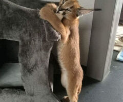 Gattini di caracal disponibili - 4/4