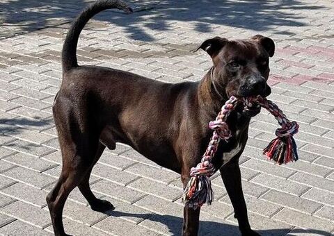  CANE METICCIO