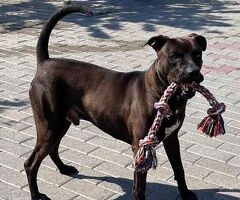  CANE METICCIO - 1/4