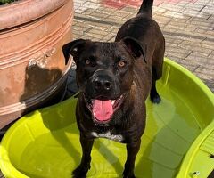 CANE METICCIO - 2/4