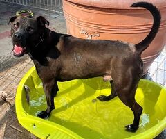  CANE METICCIO - 3/4